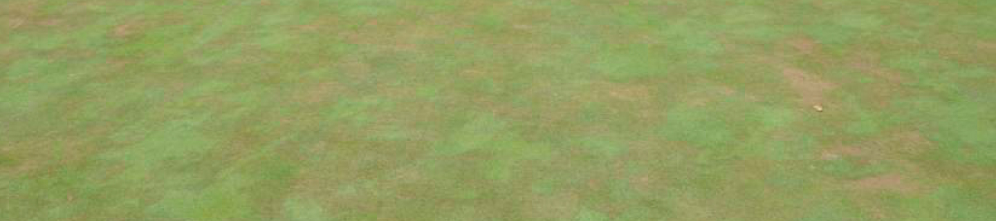 Pythium Root Rot Best Management Practices | FMC GSS